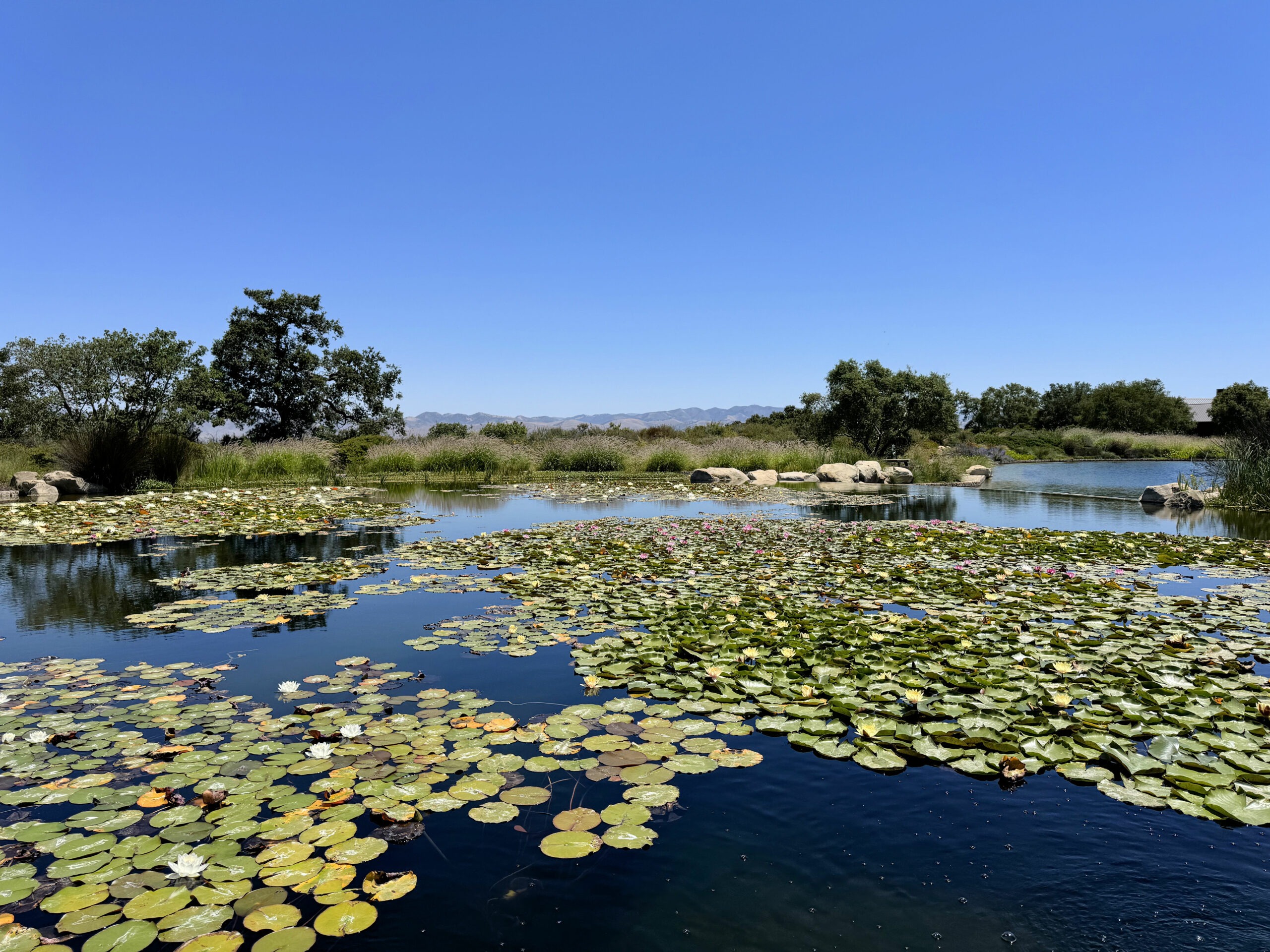 A Sensory Journey at Presqu’ile Winery: Exploring Flavors, Views, and Stories