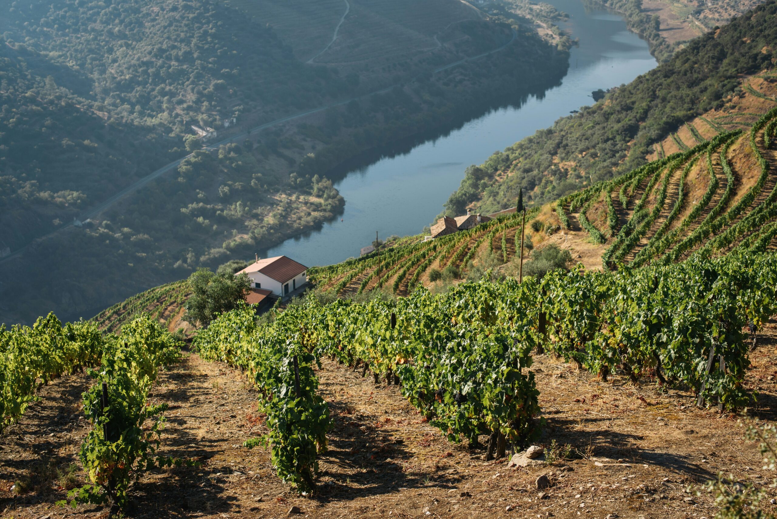 Portuguese Wine 101: A Guide to Exploring Portugal’s Hidden Gems