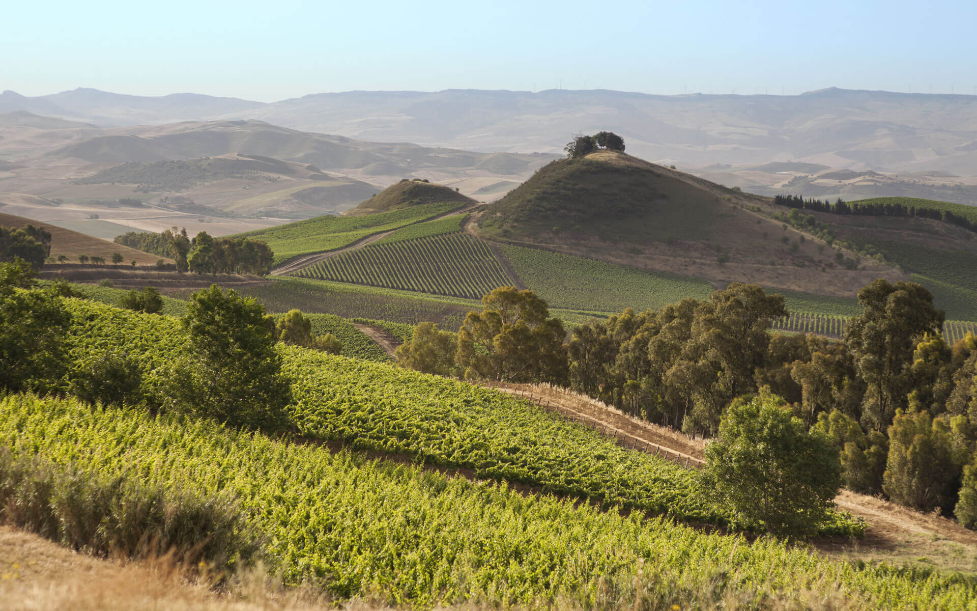 A Wine Lover’s Guide to Sicilian Red Wines: Comparing Nero d’Avola and Nerello Mascalese